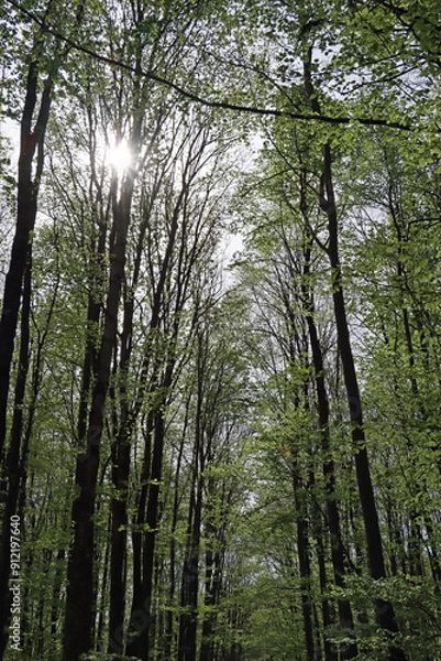 Fototapeta trees in the forest