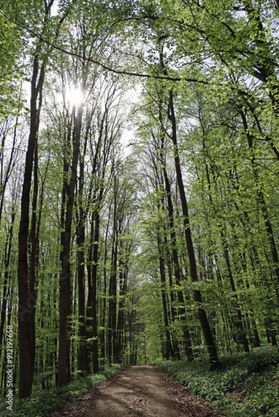 Fototapeta path in the forest