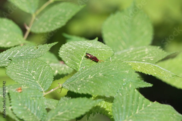 Fototapeta fly on a leaf