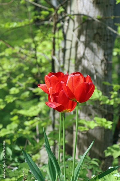 Fototapeta red tulip in the garden