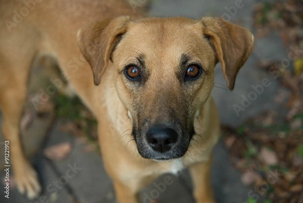 Fototapeta Веселый, верный и добрый четвероногий друг