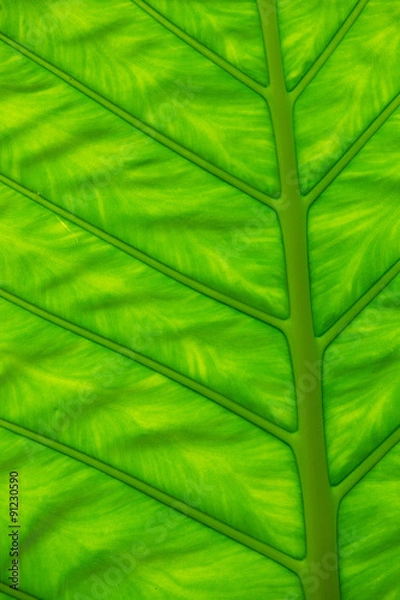 Fototapeta green leaf