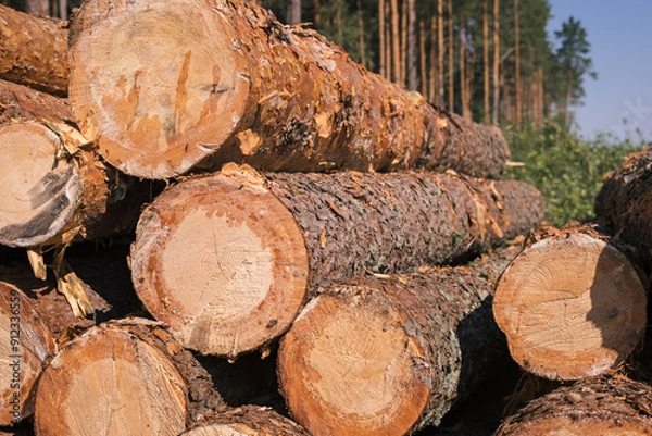 Obraz Pine wood stacked outdoors. Timber harvesting. wood industry