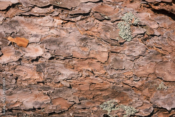 Obraz Background with wood texture pine