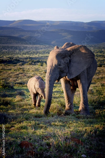 Obraz Elephant and cute elephant calf, Addo Elephant National Park, South Africa