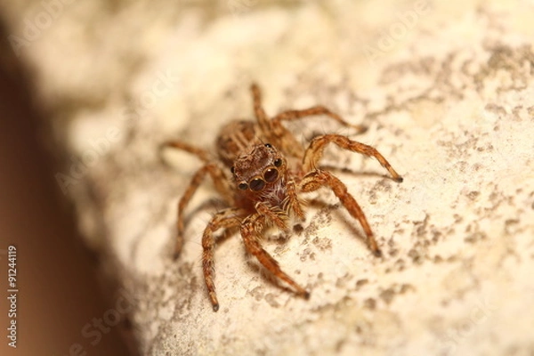 Fototapeta Jumping spider