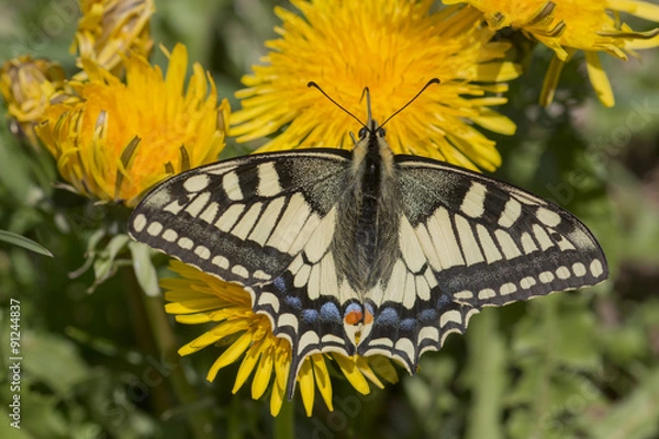 Obraz Machaon