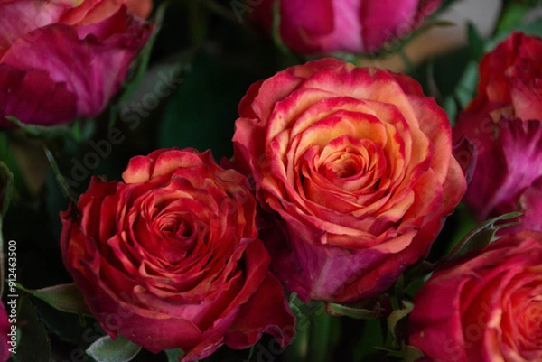 Fototapeta グラデーションカラーのバラ