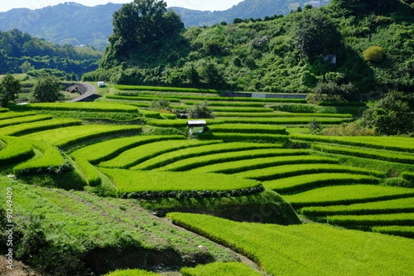 Obraz 日本棚田百選 大阪 下赤阪の棚田