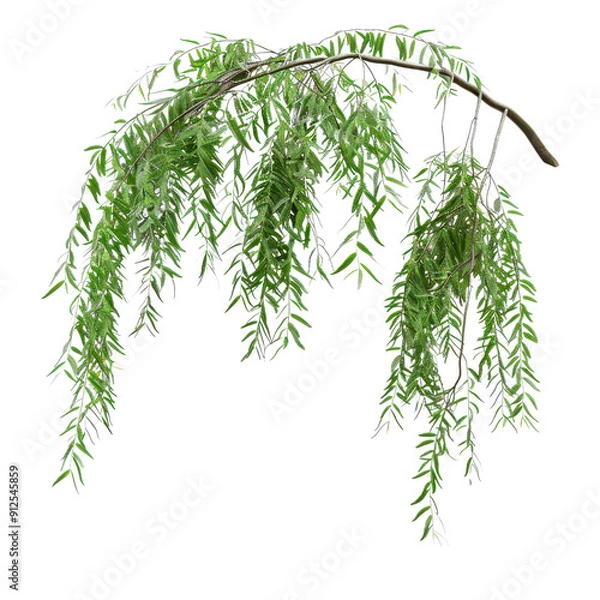 Fototapeta A beautiful willow branch adorned with delicate green leaves, perfect for nature-themed designs and botanical illustrations.
