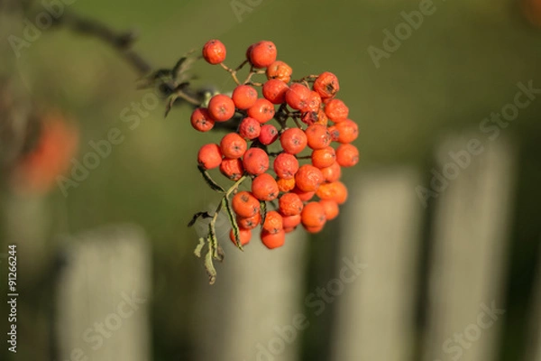 Fototapeta Рябина ранней осенью.