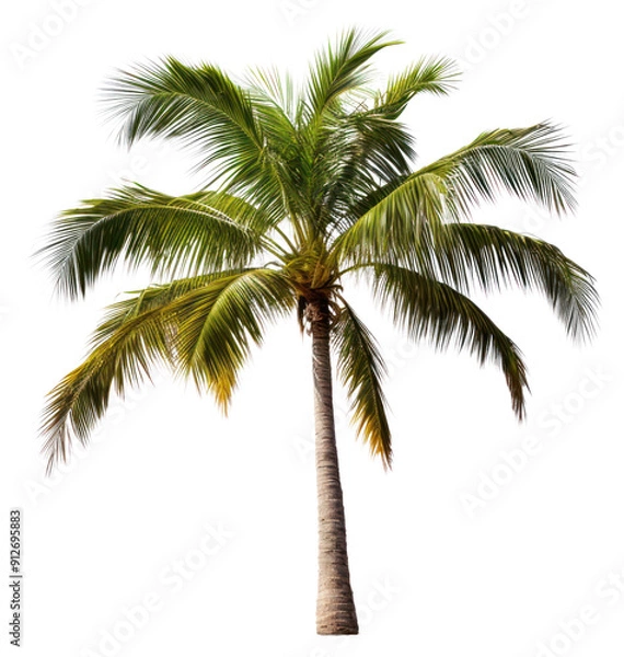 Fototapeta PNG Tree plant white background tranquility.