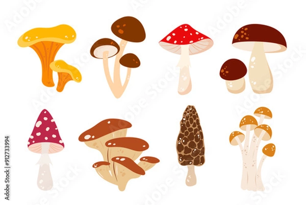 Fototapeta Set of forest mushrooms. Edible and poisonous mushrooms. Vector illustration.