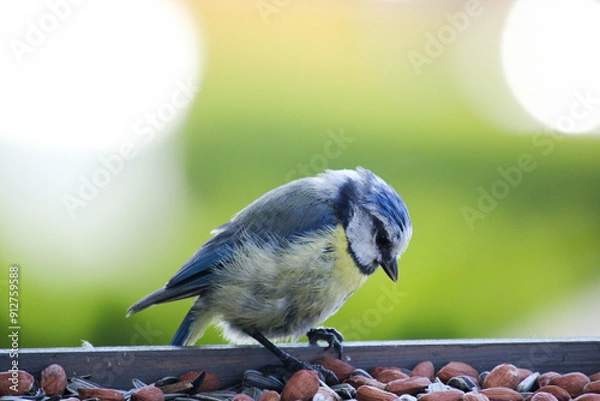Obraz Blue tit looking for food