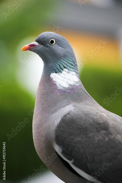 Obraz Closeup of a wood pigeon