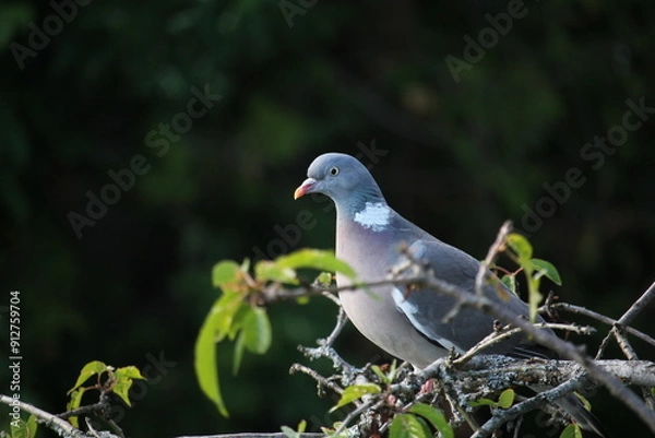 Obraz wood pigeon in a tree