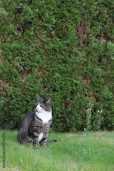 Obraz cat in the garden
