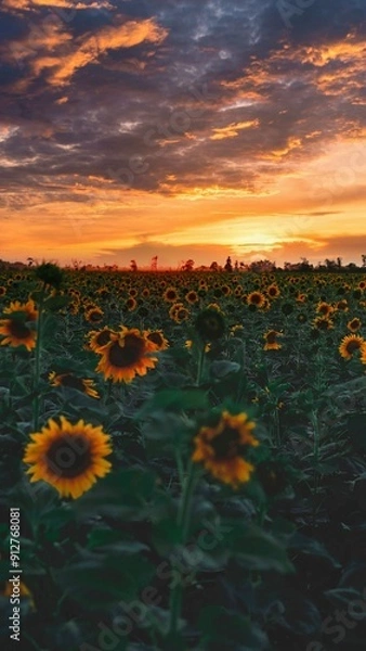 Fototapeta Sunflowers with sun lights golden sun over the field red sky , red sun , golden sky . Nature colors , nature landscape Sunrise over the woods and trees