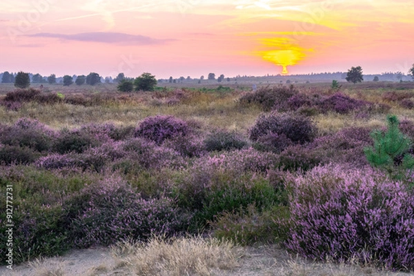 Obraz Beautifull heather on the dutch Ginkelse heide. 