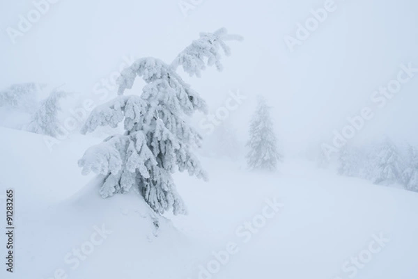 Fototapeta Fabulous winter landscape