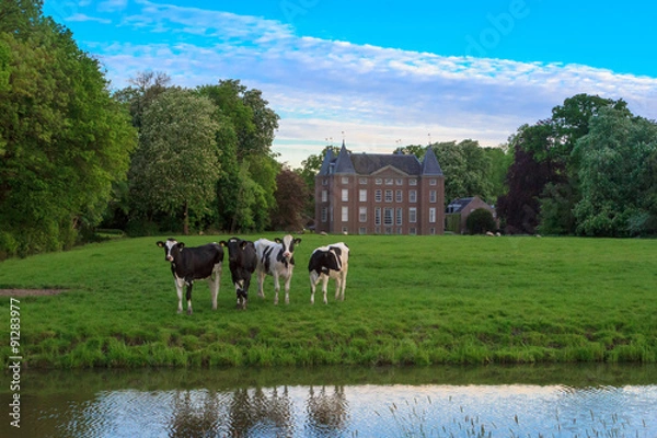 Obraz Castle with 4 cows in fields in Netherlands