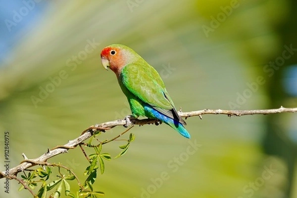 Fototapeta Peach faced lovebird, Namibia