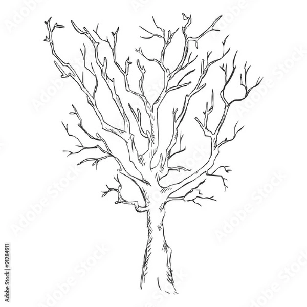 Fototapeta Vector Single Sketch Bare Tree