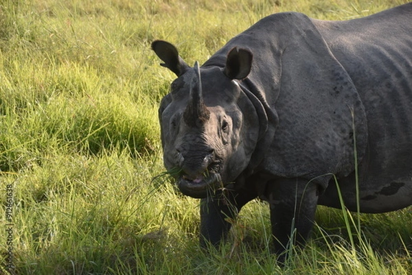 Obraz Closeup of a large Indian Rhinoceros eating grass with birds on its back in Chitwan, Nepal 