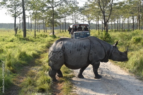 Obraz A large Indian Rhinoceros with a safari jeep in the background in Chitwan, Nepal