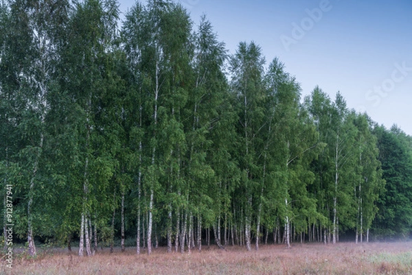 Obraz Brzozy o świcie. Las o świcie. Las liściasty. Linia drzew z brzóz.