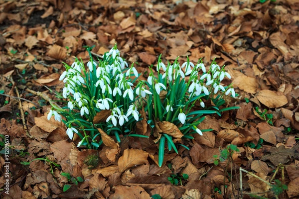 Obraz White snowdrop in a spring forest