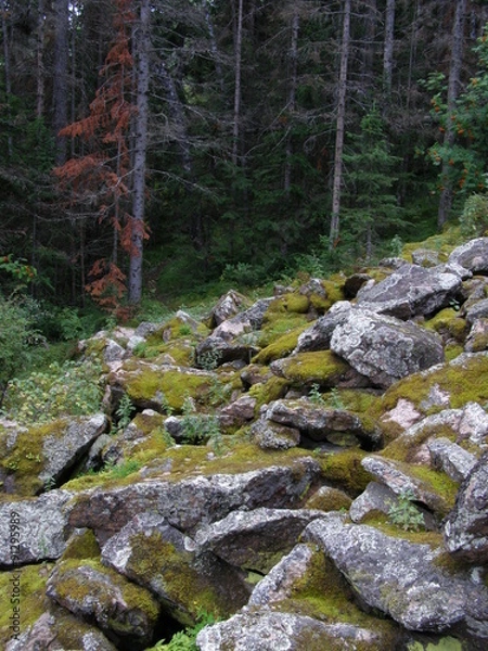 Fototapeta Курумник