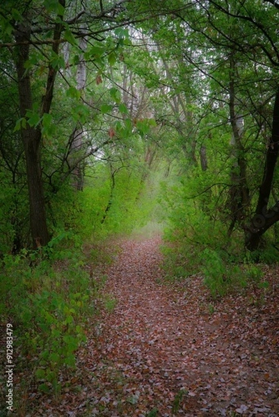 Obraz A path through the forest.