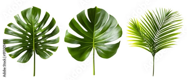 Fototapeta assorted tropical leaves isolated png transparent  background