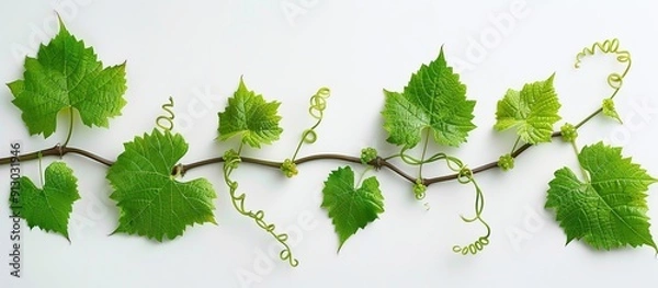Obraz Vine Branch with Green Leaves and Tendrils On White bBackground