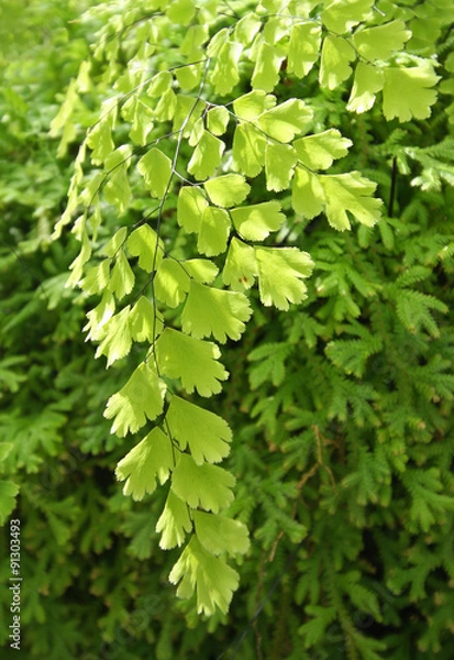 Fototapeta Green leaves background