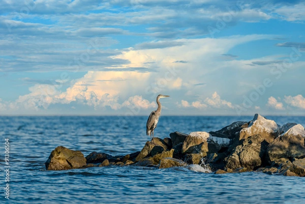 Obraz Great Blue Heron patrząc nad Zatoką Chesapeake
