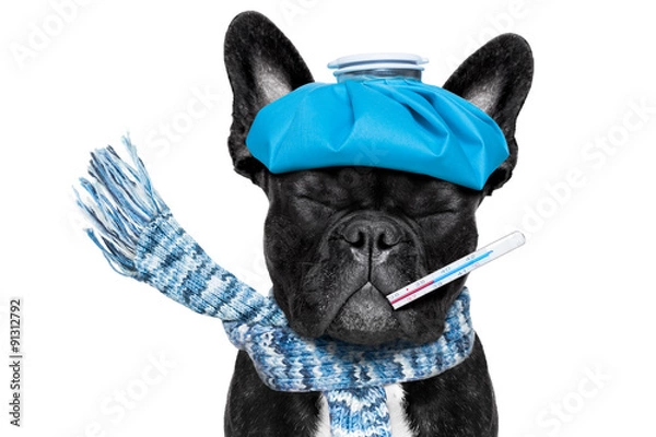 Obraz Chory, chory pies z gorączką