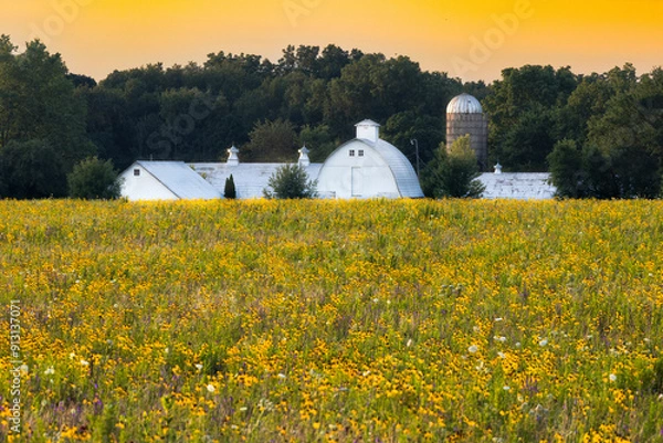 Fototapeta White Barn Farm In Field Of Wildflowers At Sunset In Illinois