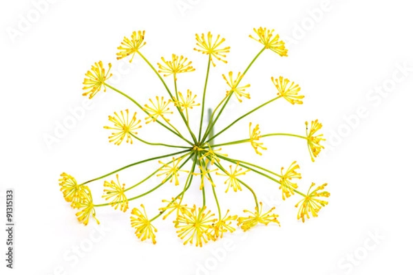 Obraz Flowering plant dill isolated on a white background