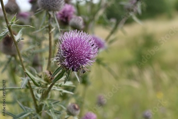 Fototapeta Flower of a country plant. A lilac thistle flower with a bee on it.