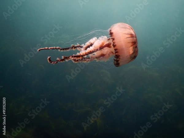 Obraz Jellyfish in the ocean 