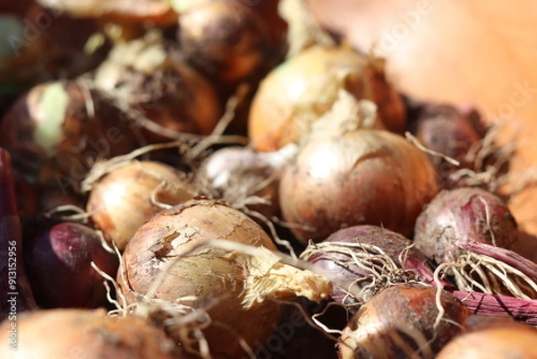 Obraz onions in a basket