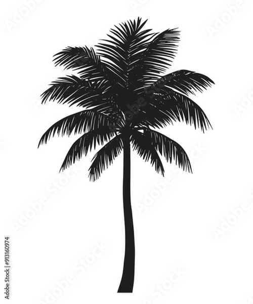 Fototapeta Hand drawn palm tree. Tropical rainforest leaves, foliage. Coconut Palm. Black and white vector illustration
