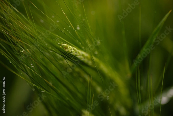 Fototapeta Grass with dewdrops or raindrops. Dark green grass and spikelets regimented with water droplets