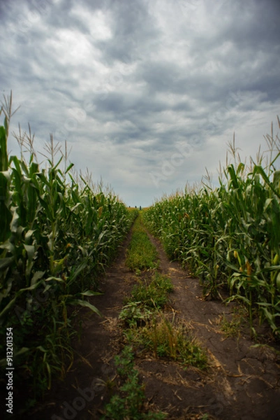 Fototapeta A field of corn stalks under a dark sky, during the flowering period.