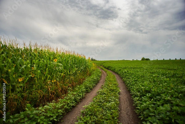 Fototapeta Dirt road through the field with corn and soybeans on the background of cloudy sky