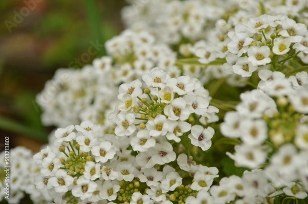 Obraz アリッサムの花