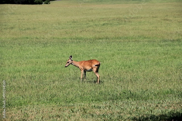 Fototapeta Deer Flicking Its Tail In A Field In Summer