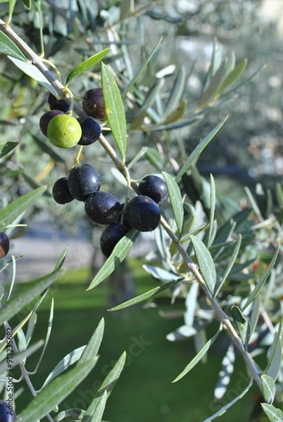 Obraz black olives on a branch